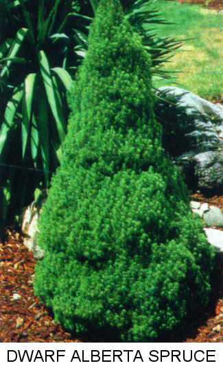 dwarf-trees-for-landscaping-89_19 Джуджета за озеленяване
