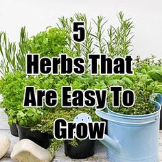 easy-herb-garden-ideas-98_17 Лесни идеи за билкова градина