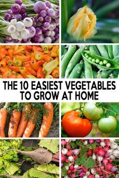 easy-vegetable-garden-16_7 Лесна зеленчукова градина