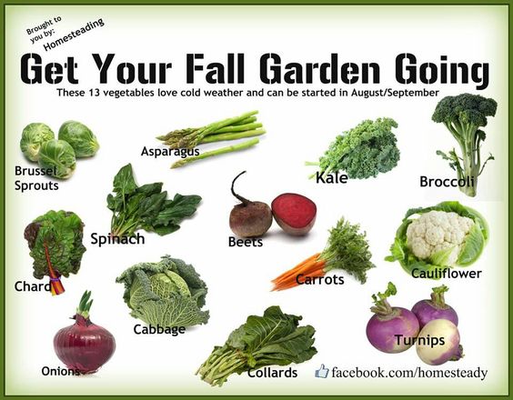 Идеи за есенна зеленчукова градина