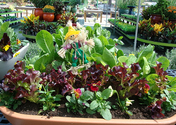 fall-vegetable-garden-ideas-59_13 Идеи за есенна зеленчукова градина