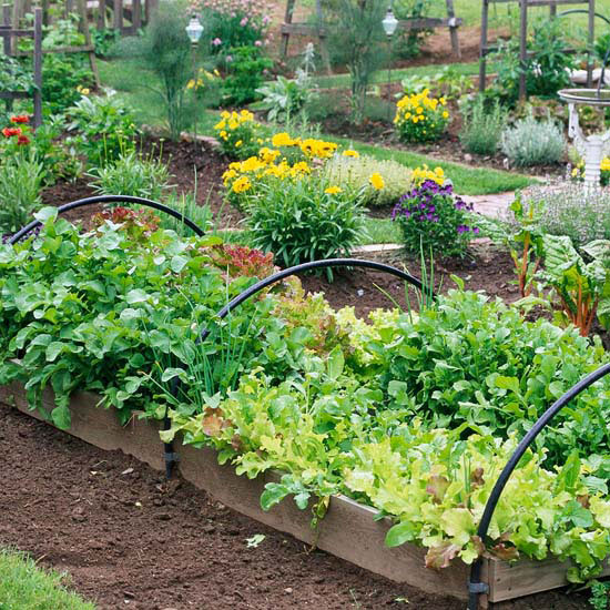 fall-vegetable-garden-ideas-59_15 Идеи за есенна зеленчукова градина