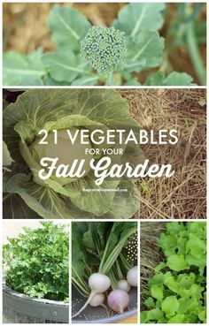 fall-vegetable-garden-ideas-59_16 Идеи за есенна зеленчукова градина