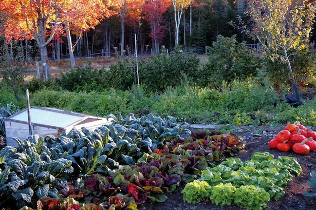 fall-vegetable-garden-ideas-59_2 Идеи за есенна зеленчукова градина