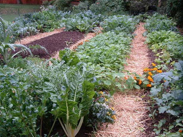 fall-vegetable-garden-ideas-59_3 Идеи за есенна зеленчукова градина