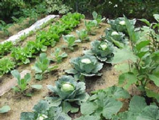 fall-vegetable-garden-ideas-59_5 Идеи за есенна зеленчукова градина