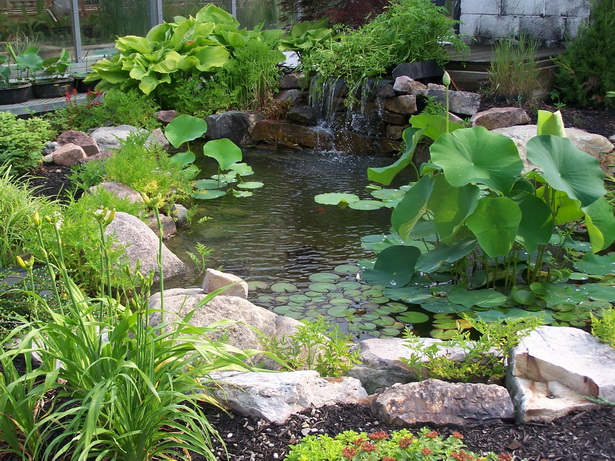 features-of-a-pond-41 Характеристики на езерце