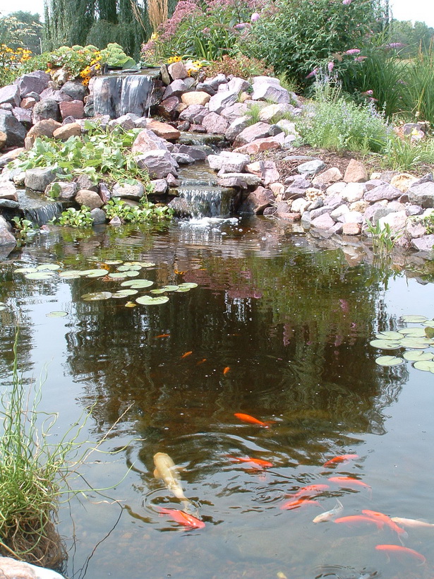 features-of-a-pond-41_11 Характеристики на езерце