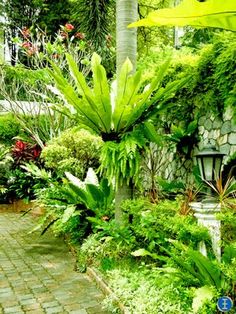 fern-garden-design-ideas-12_2 Папрат Градина дизайн идеи