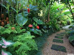 florida-tropical-landscaping-ideas-37_10 Флорида тропически идеи за озеленяване