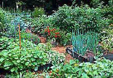 flower-and-vegetable-garden-design-50 Дизайн на цветна и зеленчукова градина