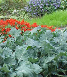 flower-and-vegetable-garden-design-50_10 Дизайн на цветна и зеленчукова градина