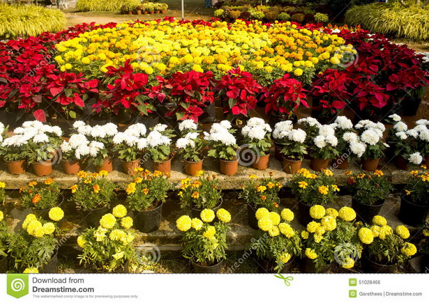 flower-bed-arrangements-88_15 Цветни лехи
