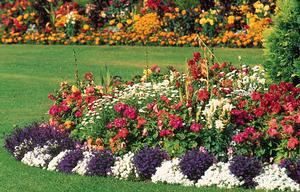 flower-bed-border-plants-57_9 Цветни лехи гранични растения