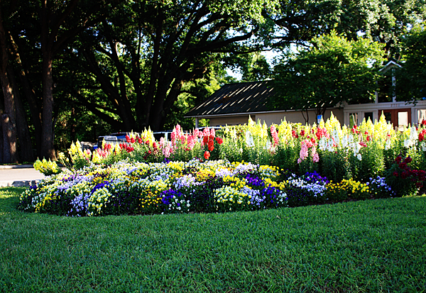 flower-bed-landscaping-86 Цветна леха озеленяване
