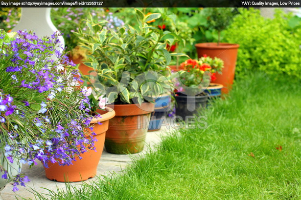flower-garden-plants-11_10 Цветни градински растения