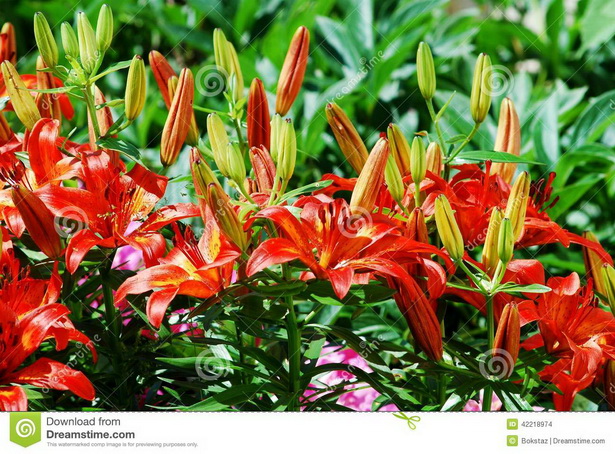 flower-garden-plants-11_13 Цветни градински растения
