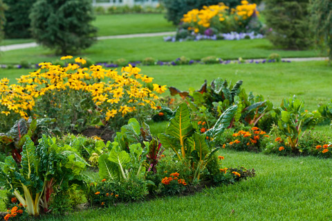 flower-garden-plants-11_7 Цветни градински растения