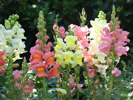 flower-gardening-tips-04_11 Съвети за градинарство на цветя