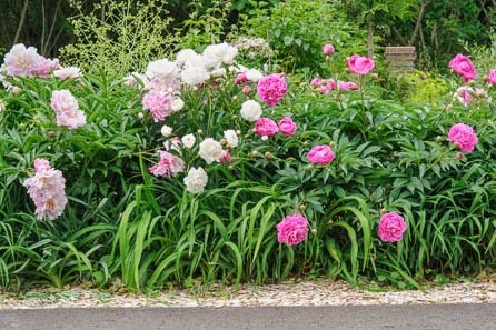 flower-gardening-tips-04_16 Съвети за градинарство на цветя