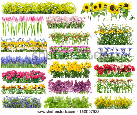 flowers-for-a-flower-bed-82_12 Цветя за цветна леха