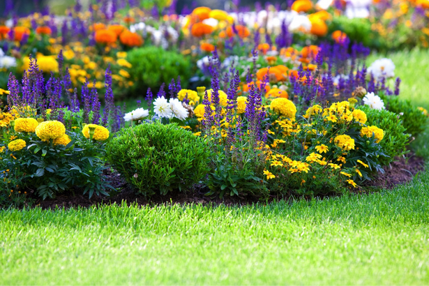flowers-for-flower-beds-62 Цветя за цветни лехи