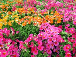 flowers-for-flower-beds-62_6 Цветя за цветни лехи