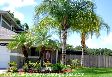 front-yard-landscaping-ideas-with-palm-trees-46_11 Идеи за озеленяване на предния двор с палми