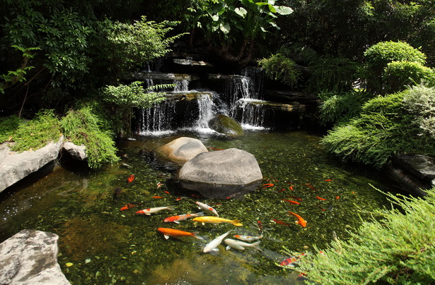 garden-koi-pond-38 Градина кой езерце
