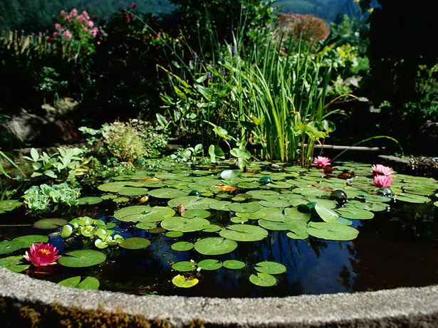 garden-pond-care-67_3 Градина езерце грижи