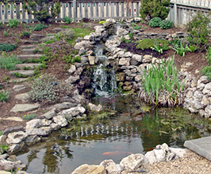 garden-pond-care-67_7 Градина езерце грижи