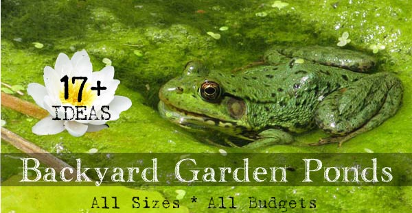 garden-pond-ideas-for-small-gardens-36_9 Градински езерце идеи за малки градини