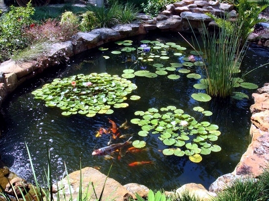 garden-pond-maintenance-94_10 Поддръжка на градинско езерце