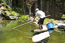 garden-pond-maintenance-94_11 Поддръжка на градинско езерце