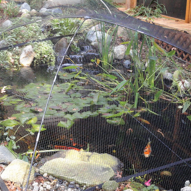 garden-pond-netting-17_17 Градина езерце мрежа