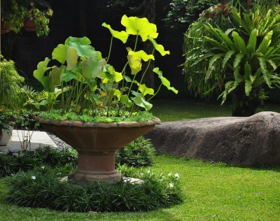 gardening-in-tropical-climates-89_4 Градинарство в тропически климат