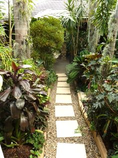gardening-in-tropical-climates-89_5 Градинарство в тропически климат