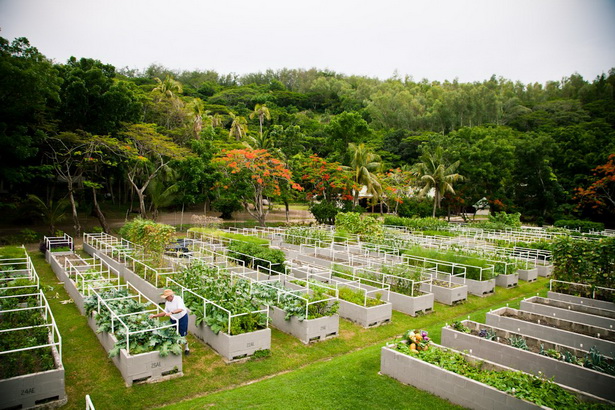 gardening-in-tropical-climates-89_6 Градинарство в тропически климат