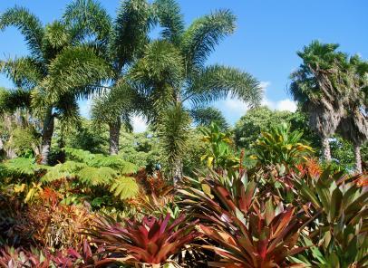 gardening-in-tropical-climates-89_7 Градинарство в тропически климат