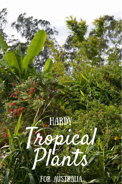 gardening-in-tropical-climates-89_9 Градинарство в тропически климат