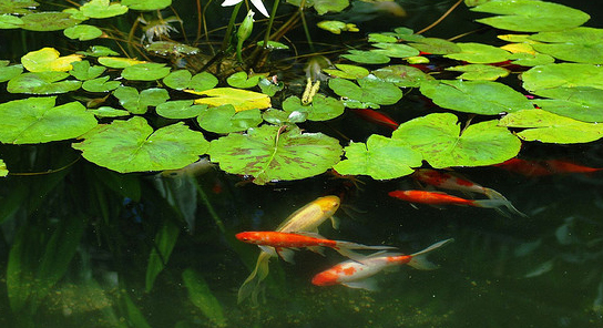 goldfish-pond-25 Езерце за златни рибки