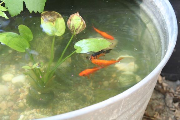 goldfish-pond-25_10 Езерце за златни рибки