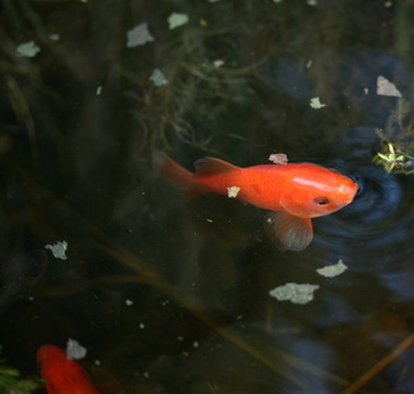 goldfish-pond-25_12 Езерце за златни рибки