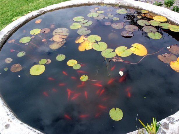 goldfish-pond-25_14 Езерце за златни рибки