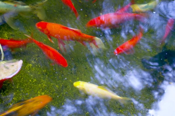 goldfish-pond-25_16 Езерце за златни рибки