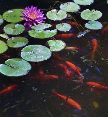 goldfish-pond-25_17 Езерце за златни рибки