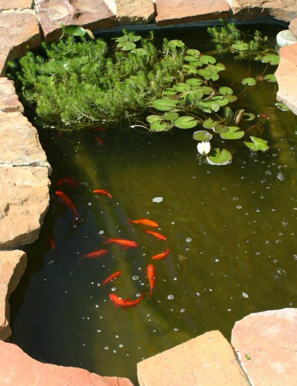 goldfish-pond-25_18 Езерце за златни рибки