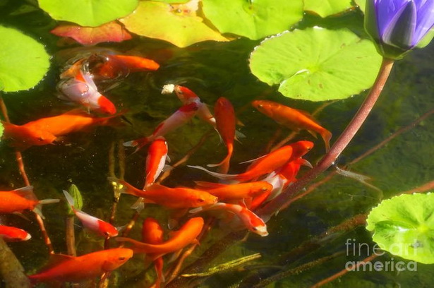 goldfish-pond-25_2 Езерце за златни рибки