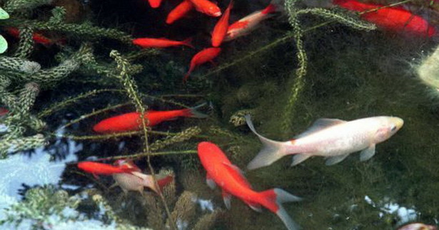 goldfish-pond-25_20 Езерце за златни рибки