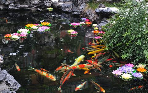 goldfish-pond-25_4 Езерце за златни рибки